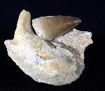 Mosasaurus beaugei ARAMBOURG 1952 & Knochenrest non det. - Bild © FossNet FossilienStore
